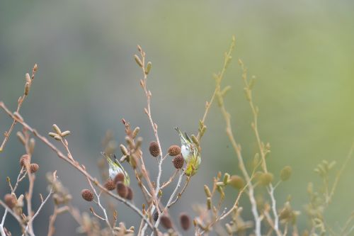 natural plant outdoors