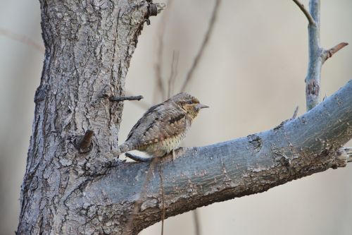 natural bird wild animals