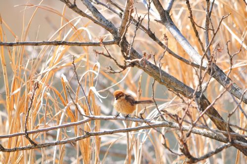 natural bird wood