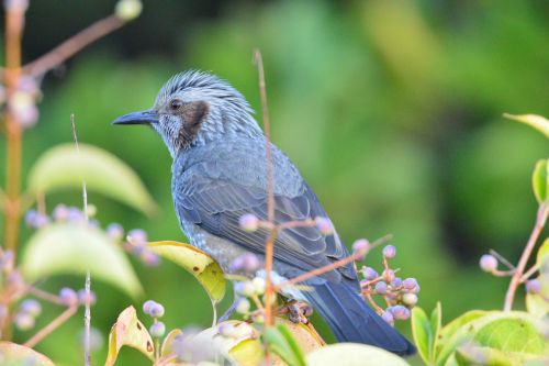 natural bird wild animals