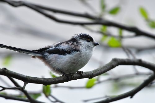 natural outdoors bird