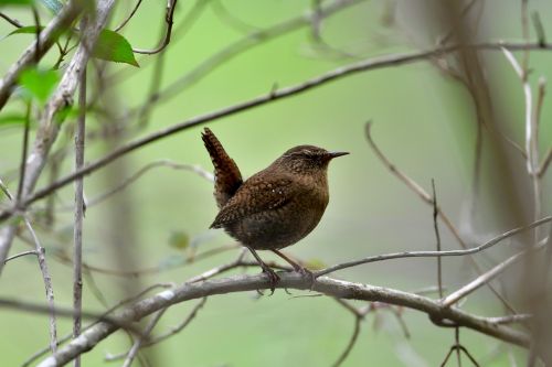 natural bird wild animals