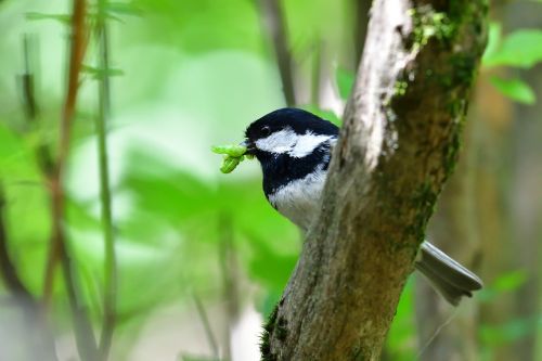 natural wild animals bird