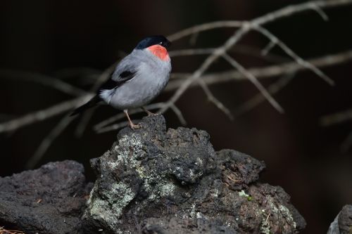 natural outdoors bird