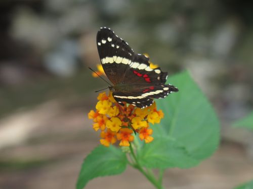 natural insect butterfly