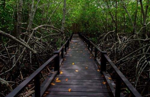 natural garden thailand