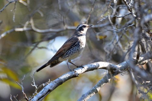 natural bird wild animals