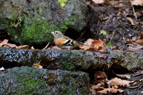 natural wild animals outdoors