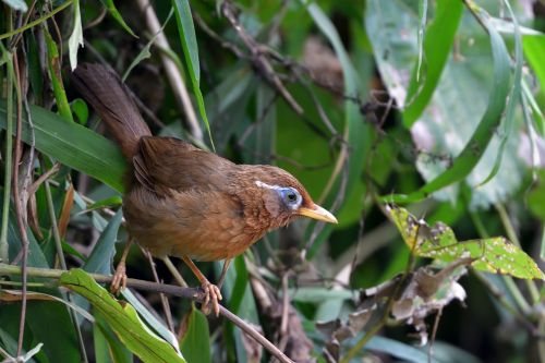 natural bird wild animals