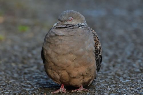 natural wild animals bird