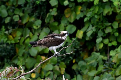 natural outdoors bird