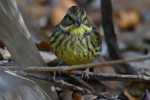 natural wild animals bird