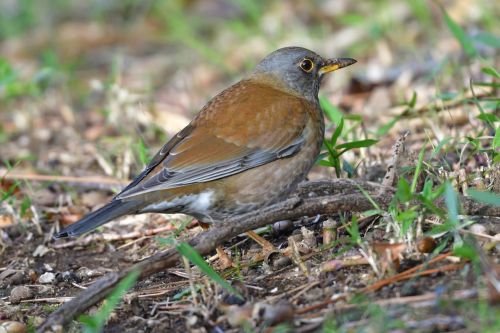 natural wild animals bird