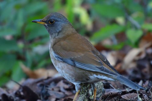 natural wild animals bird