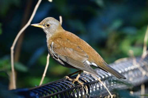 natural wild animals bird