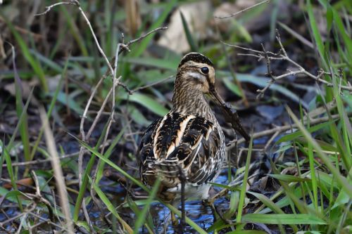 natural wild animals bird