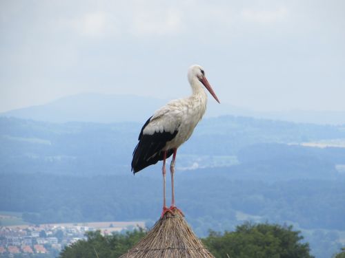 natural sky birds