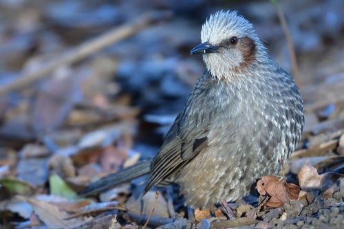 natural wild animals bird