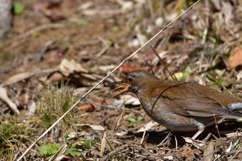 natural wild animals bird