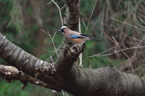 natural wild animals bird