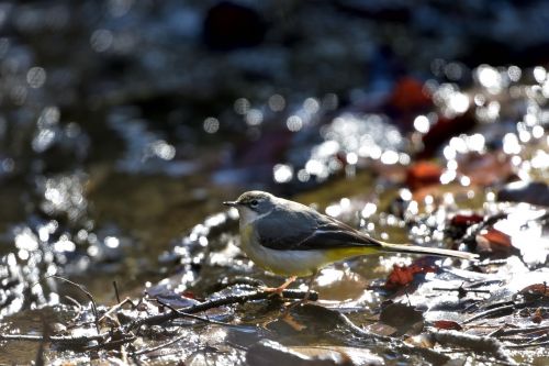 natural outdoors bird