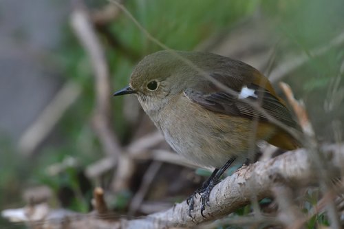 natural  wild animals  bird