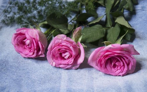 natural  roses