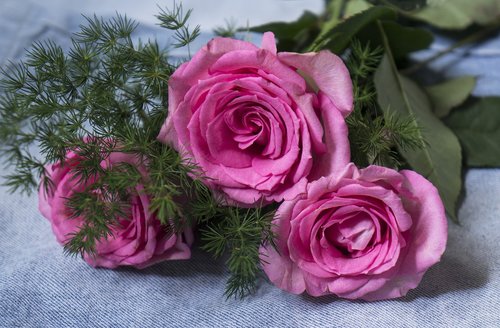 natural  roses