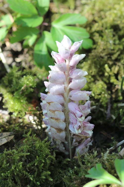 natural  plant  flower