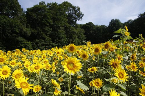 natural  plant  summer