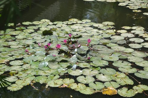 natural  lotus  green