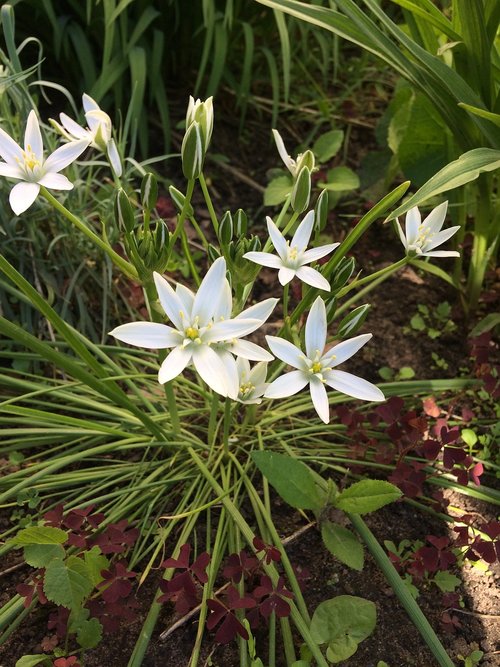 natural  white flowers