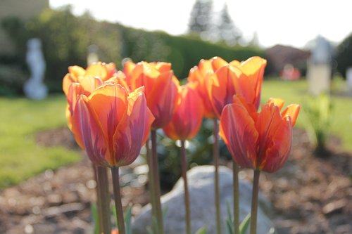 natural  tulips  flowers