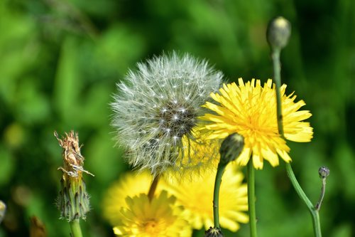 natural  landscape  flowering plant