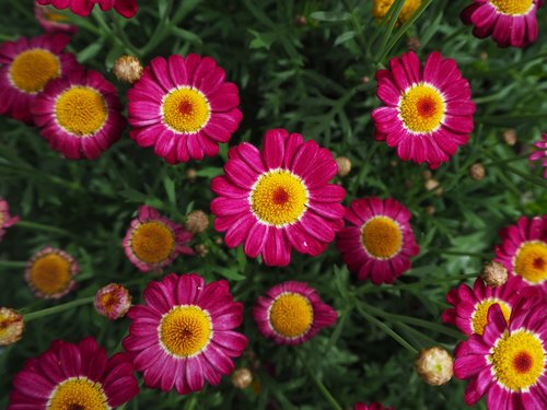 natural  flower  foliage