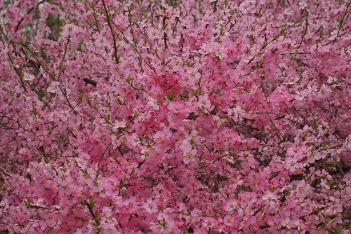 natural  peach blossom  pink