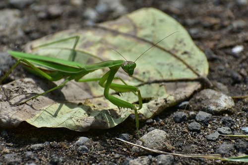 natural  landscape  insect