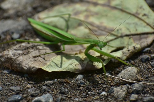 natural  landscape  insect