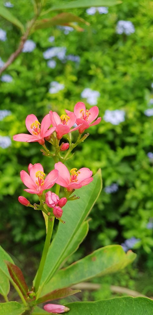natural  winter jasmine  flowering