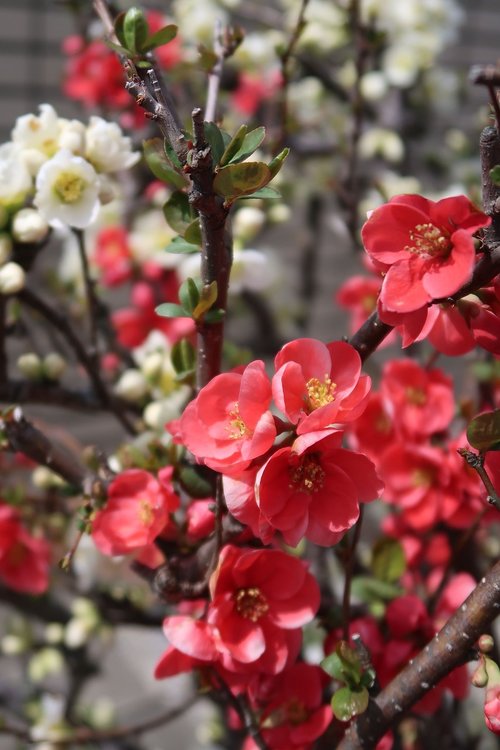 natural  flowers  plum