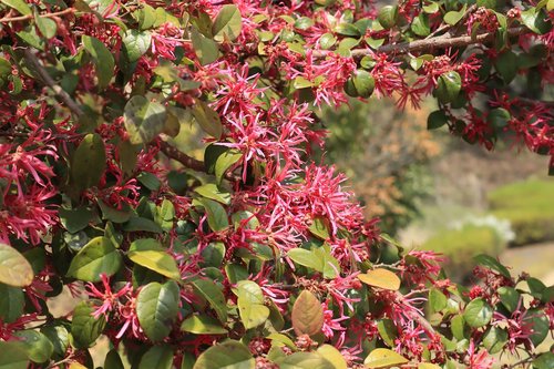 natural  flowers  red