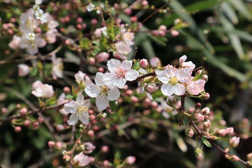 natural  flowers  white