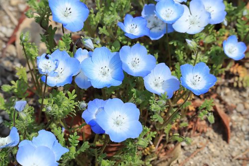 natural  plant  flowers