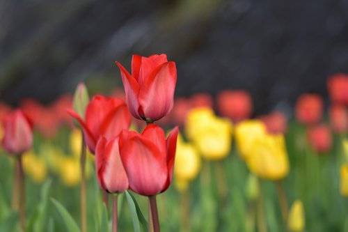 natural  landscape  plant