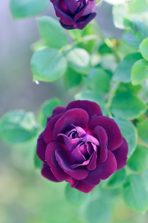 natural  flowers  rose