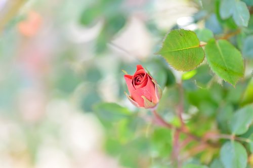 natural  flowers  rose