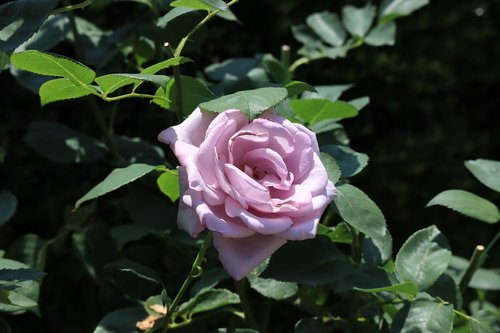 natural  flowers  rose