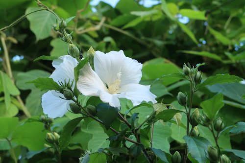 natural  flowers  white