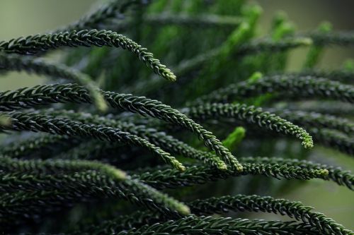 natural green flowers and plants