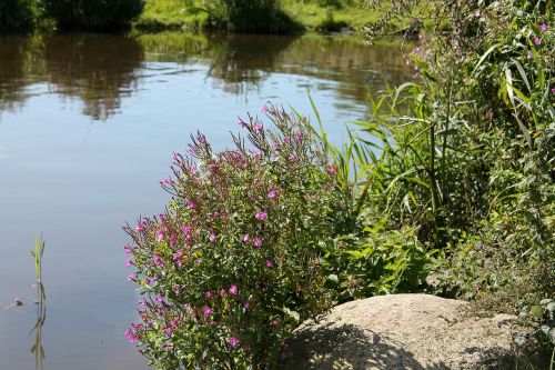 natural lake summer